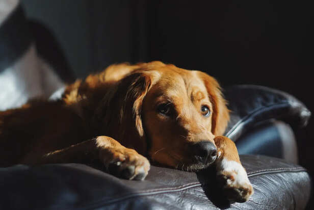 The Goodbye Humans Never Forget