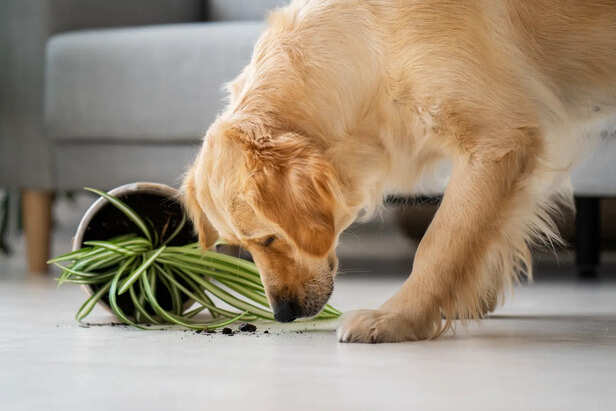 Dogs May Be Detecting More Than Humans Ever Realized