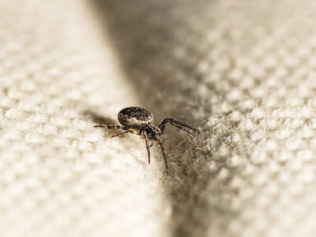 Spider crawling on light-colored textured fabric