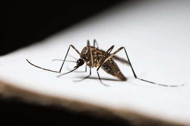 Mosquitoe