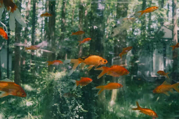 Giant Golden Goldfish in Clear Pond