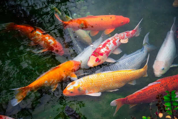 Colorful Koi Swimming in Outdoor Pond