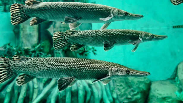 Monster Fish