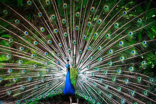 : Indian Peacock Displaying Feathers