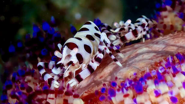 Colorful Mantis Shrimp Underwater