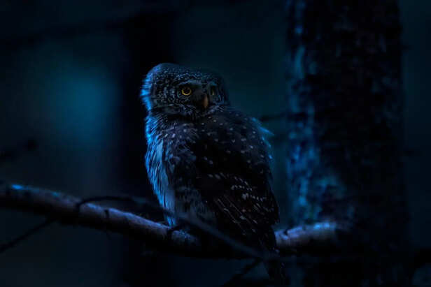 Owl Hunting at Night