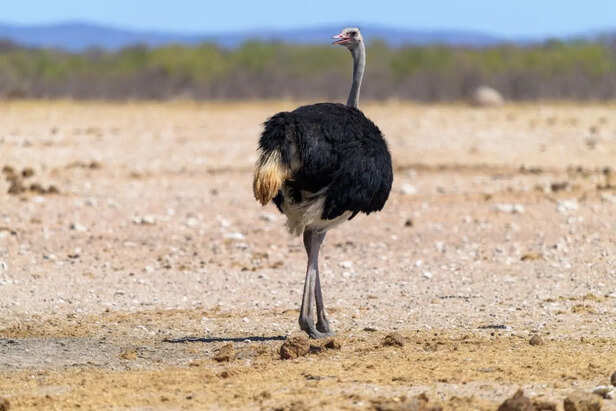 Massive Ostrich Standing in African Savannah
