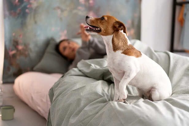 Dogs Often Become Restless and Pace Constantly