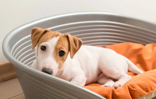 Dogs Hide in Bathrooms, Closets, or Under Furniture