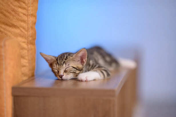 Many Cats Quietly Withdraw From Daily Life