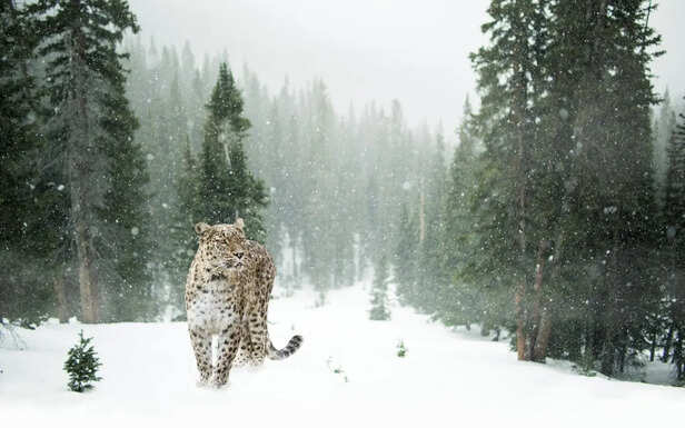 Amur Leopard walking through snowy forest