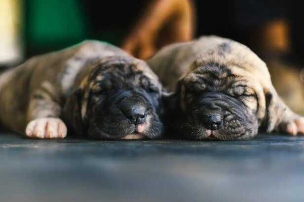 Dog sleeping while facing the house entrance