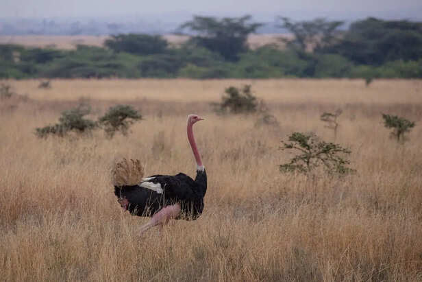 Ostrich running across African grasslands
