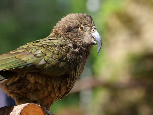 Kiwi bird walking through New Zealand forest