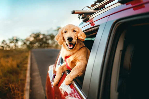 Dog Looking Nervous Inside a Moving Car