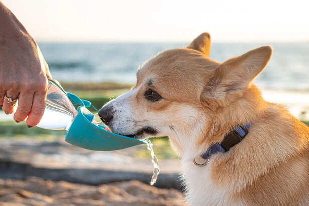 Portable Silicone Travel Bowl for Pets