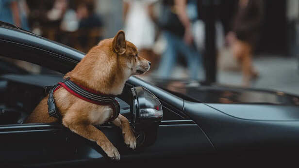 Dog Wearing a Crash-Tested Car Harness