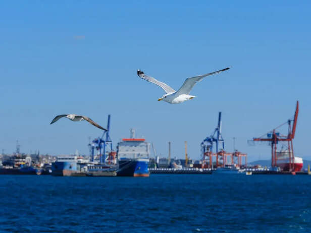 Birds Flying Above A Busy City