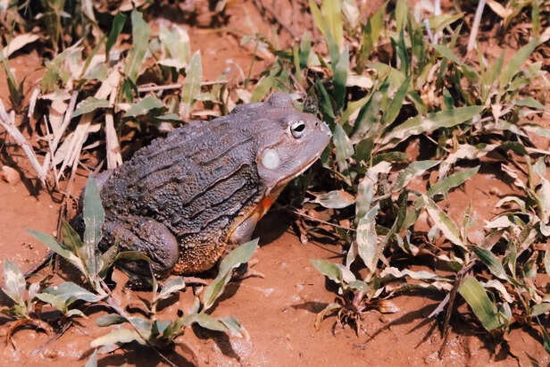 Purple Frog Emerging During Monsoon