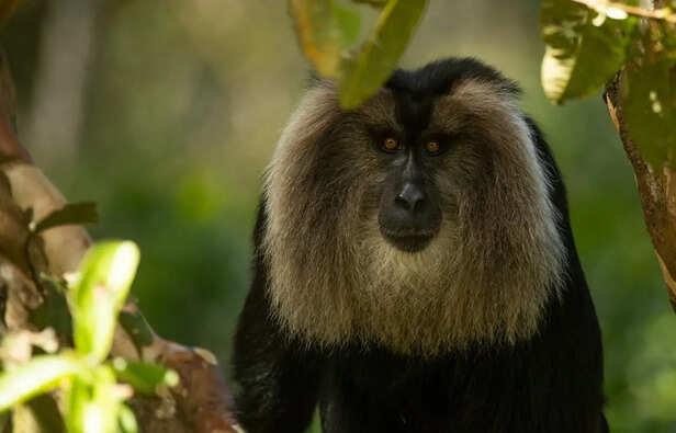 Lion-Tailed Macaque Sitting on Rainforest Branch