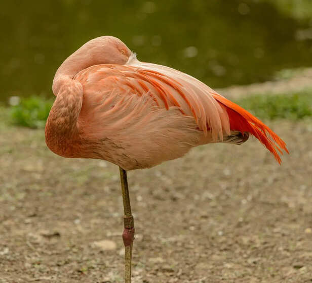Flamingo Standing in Shallow Cold Water on One Leg