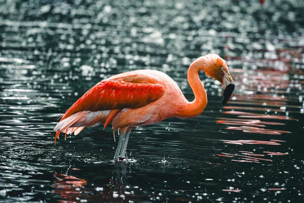 Flamingo Resting Calmly on One Leg Without Movement