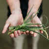 Aloe Vera Summer Skin Relief
