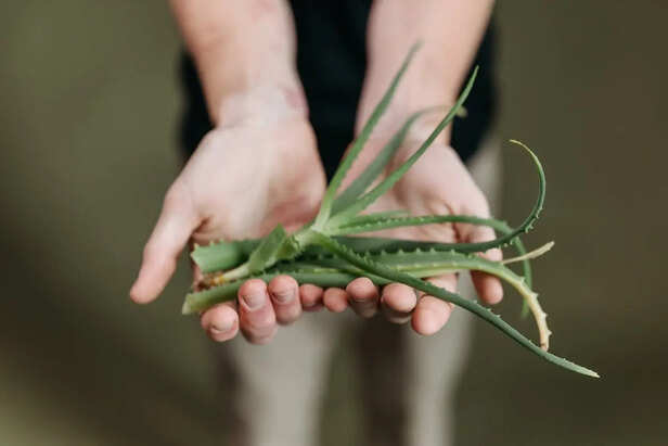 Aloe Vera Summer Skin Relief