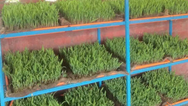 गर्मी में बकरियों के लिए फायदेमंद