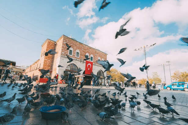 Pigeons Walking Through Busy Streets