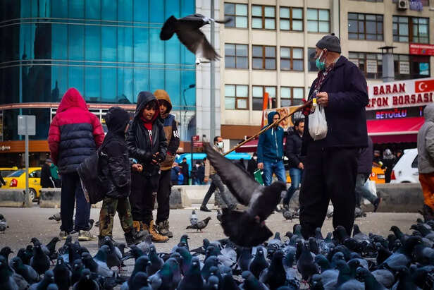 Pigeon Resting on a Sidewalk
