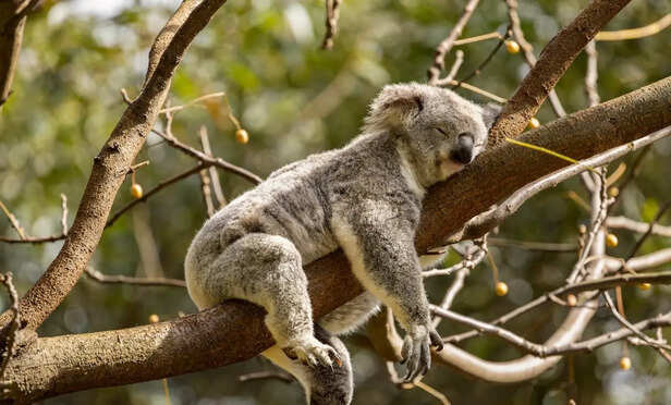 Koala Resting on a Eucalyptus Tree