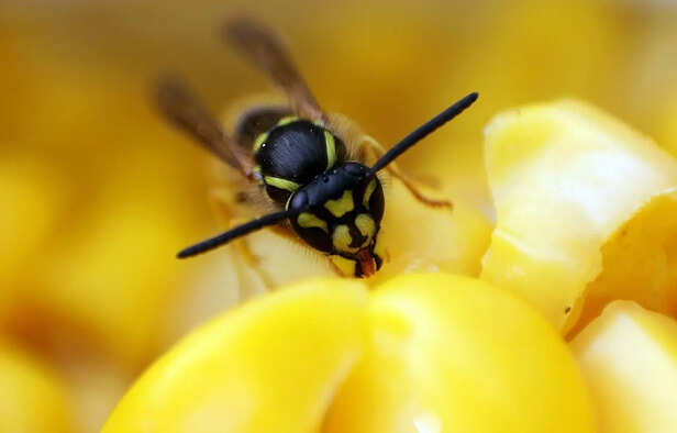 Wasp Sitting on a Flower
