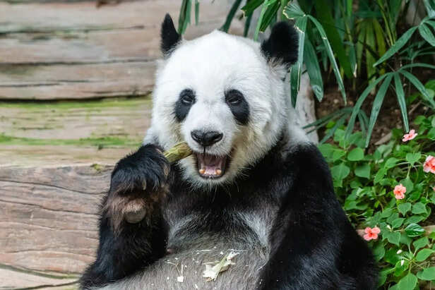 Panda Eating Bamboo