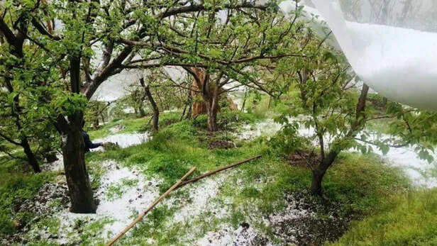 बेमौसम बारिश और ओलावृष्टि, सेब किसानों को नुकसान