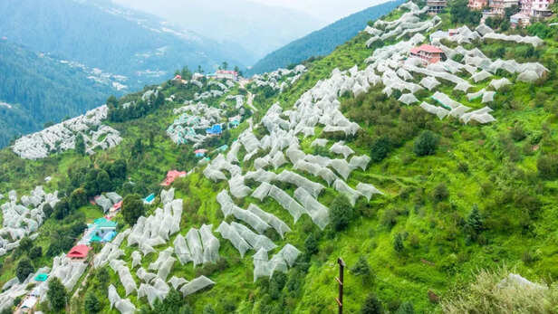 ओलावृष्टि से बागवान परेशान, 20 साल में सबसे कम उत्पादन
