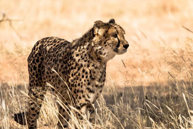 Ancient Cheetah Used In Royal Hunts