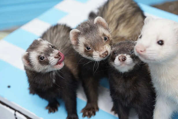 Ferret Hunting Rabbits Underground