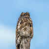 Common Potoo Sitting on Tree Bark