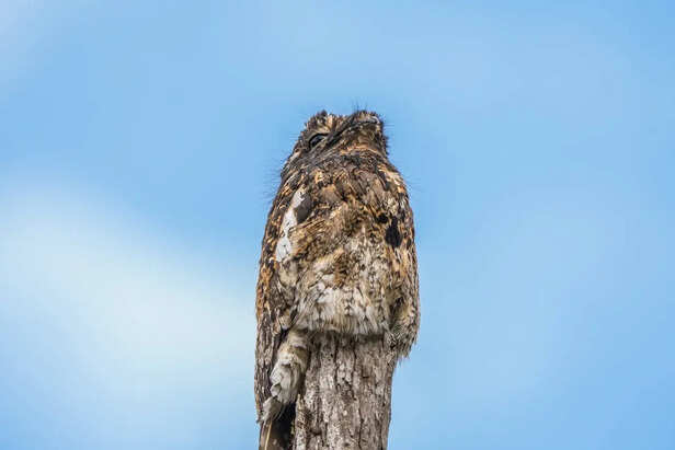 Common Potoo Sitting on Tree Bark