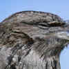 Tawny Frogmouth Blending Into Tree