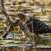 Eurasian Bittern Standing Among Reeds