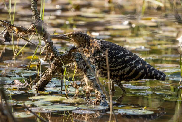 Eurasian Bittern Standing Among Reeds