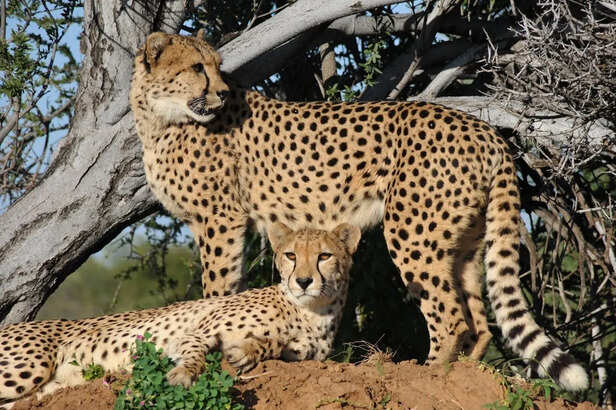 The Asiatic Cheetah Running Across Indian Grasslands