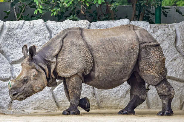 The Forgotten Javan Rhinoceros of India