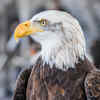 The Bald Eagle Flying Above Mountains