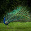 The Peacock Displaying Its Feathers