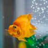Goldfish