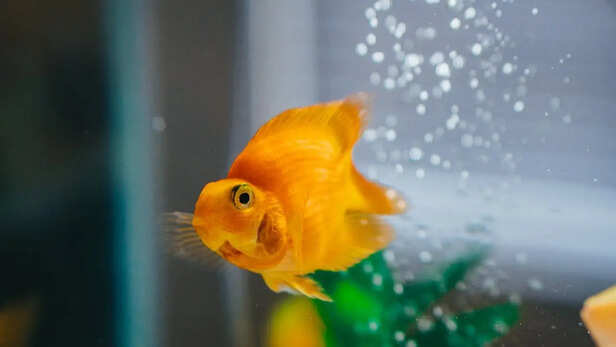 Goldfish