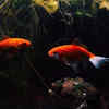 A Giant Goldfish Caught in the Wild